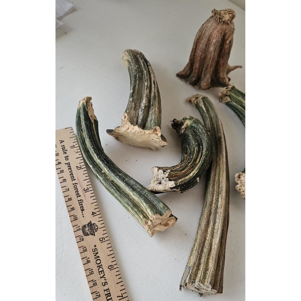 Naturally Dried Pumpkin Stems Various Sizes for Crafting - Picture 6 of 8